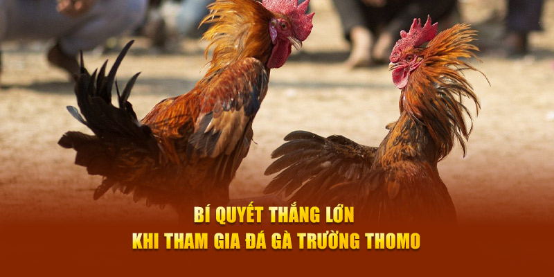  Bí quyết thắng lớn khi tham gia đá gà Trường Thomo