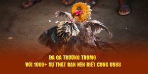 Đá Gà Trường Thomo Với 1000+ Sự Thật Bạn Nên Biết Cùng U888