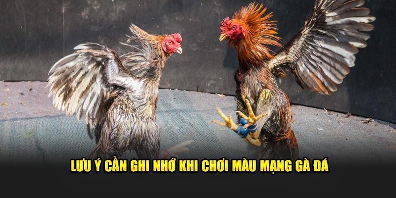 Lưu ý cần ghi nhớ khi chơi màu mạng gà đá