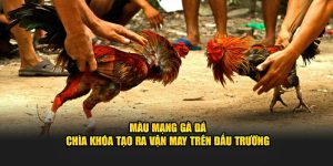 Màu Mạng Gà Đá – Chìa Khóa Tạo Ra Vận May Trên Đấu Trường