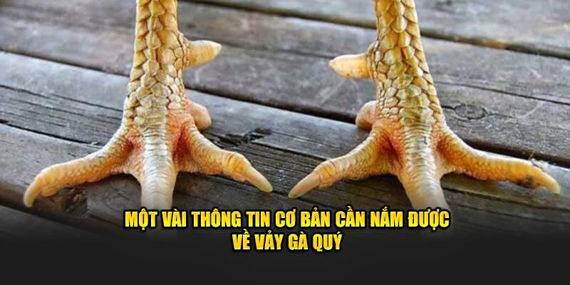 Một vài thông tin cơ bản cần nắm được về vảy gà quý