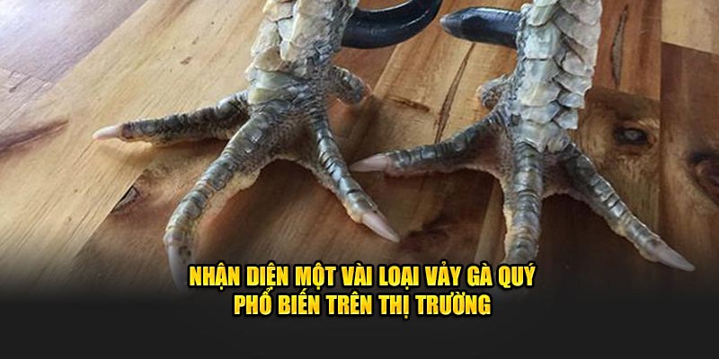 Nhận diện một vài loại vảy gà quý phổ biến trên thị trường