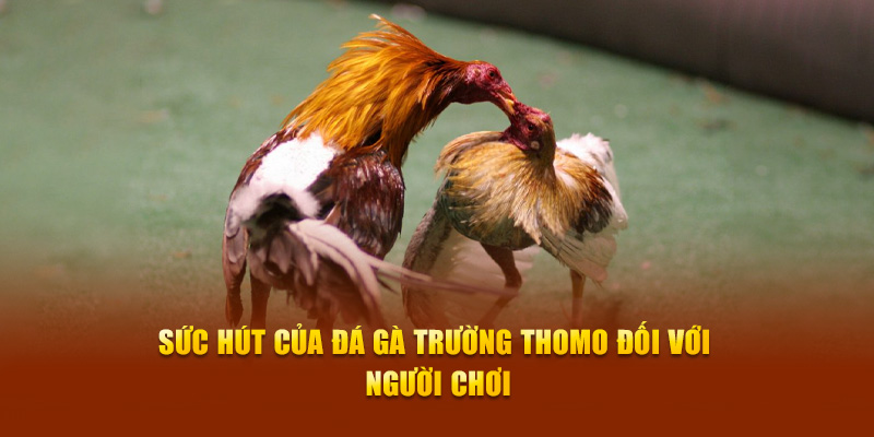 Sức hút của đá gà Trường Thomo đối với người chơi