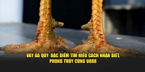 Vảy Gà Quý - Đặc điểm Tìm Hiểu Cách Nhận Biết, Phong Thủy Cùng U888